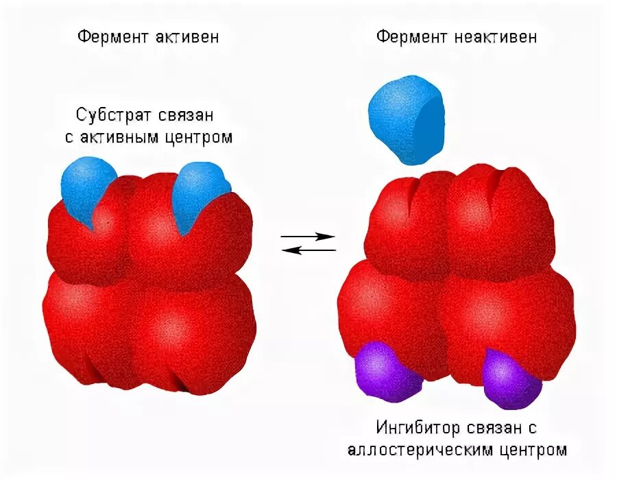 Неактивный фермент. Аллостерический центр фермента. Эффекторы ферментов биохимия. Молекула фермента. Активны и неактивный фермент.