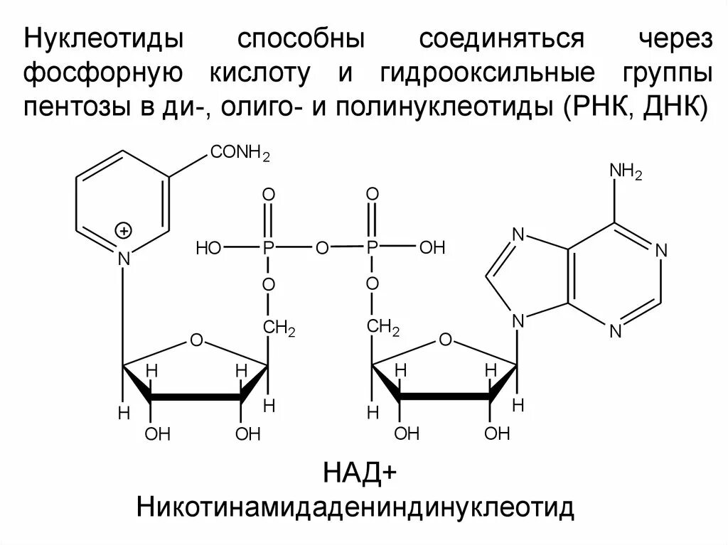 Формулы нуклеотидов. Полинуклеотид РНК. Нуклеотиды формулы. Формулы нуклеотидов биохимия. Формула нуклеотида РНК.