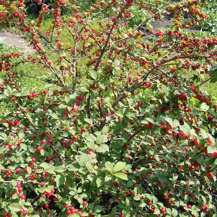 Вишня войлочная "Prunus"