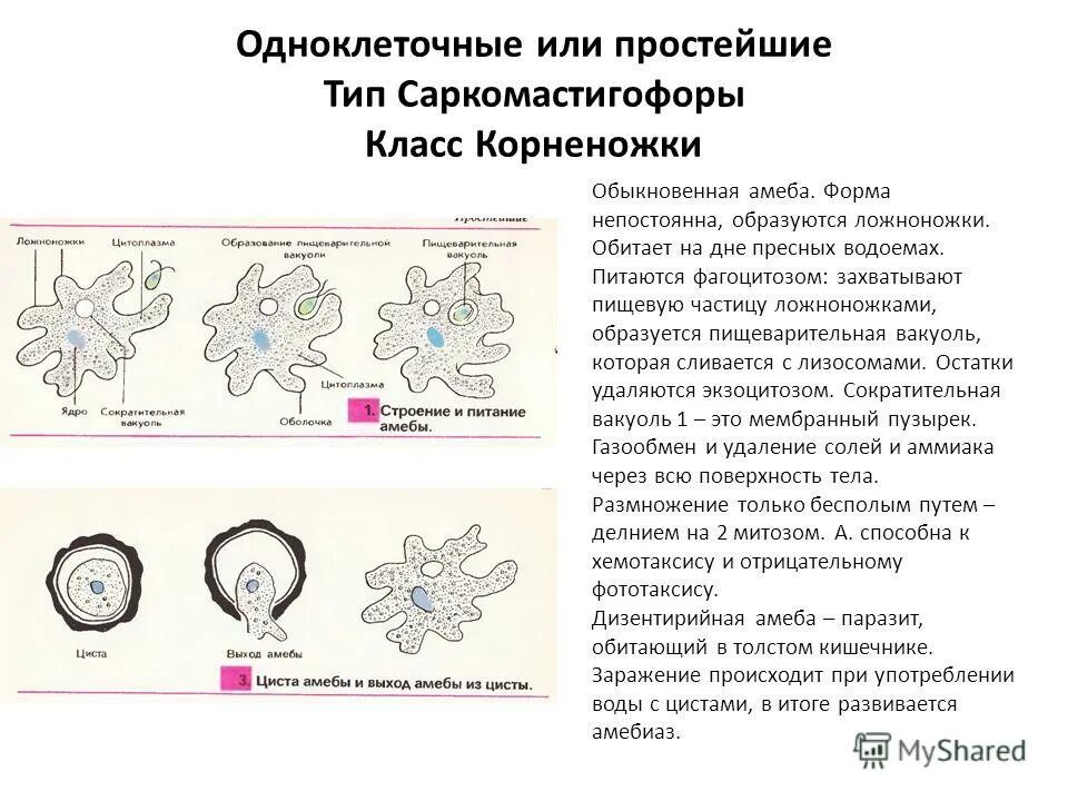 Представители класса саркодовые корненожки. Корненожки радиолярии солнечники споровики. Общая характеристика одноклеточных корненожки конспект. Простейшие класс саркодовые представители. Систематика простейших амеба.