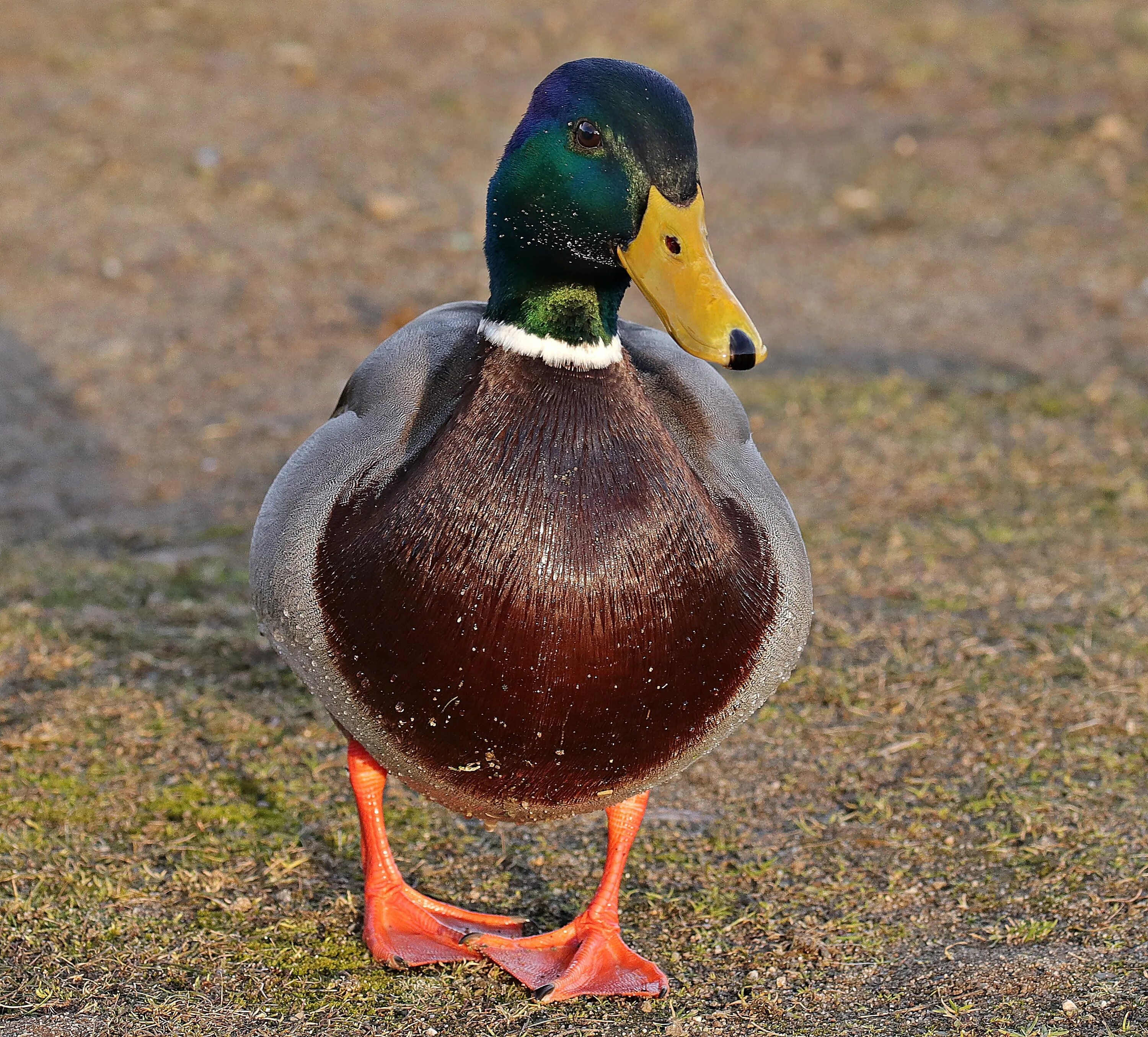 Duck bird