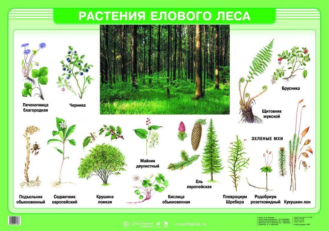 Представители растительного сообщества. Растения ельника. Трава в еловом лесу. Растения елового и соснового леса. Растительное сообщество лес.