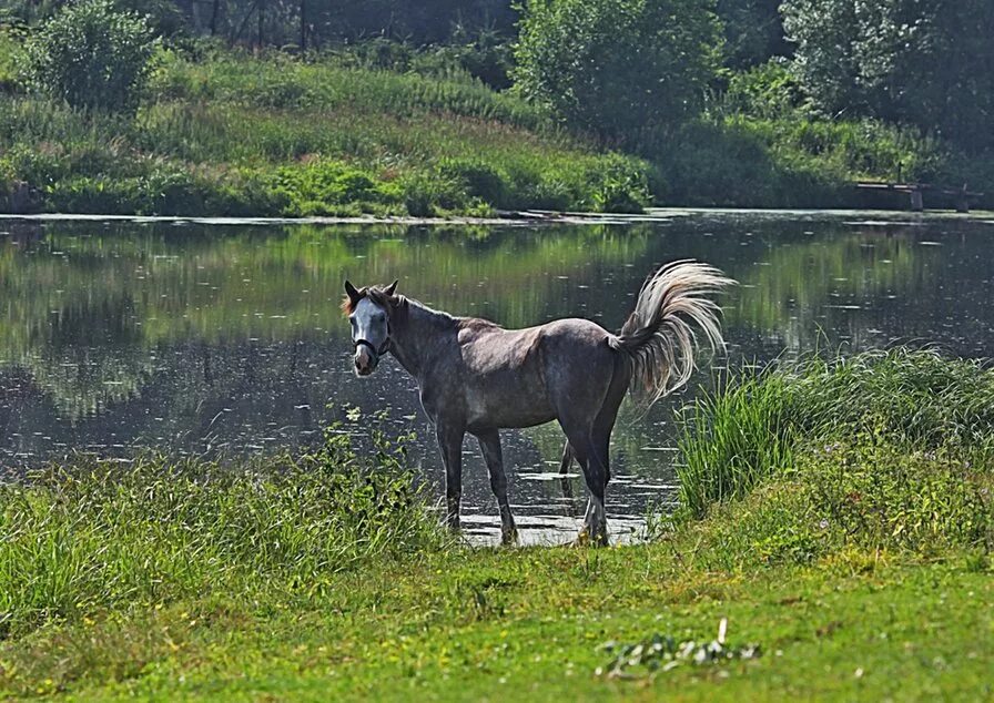 Лошадь у реки. Кони у реки. Лошади на берегу реки. Лошади на водопое. Конь пьет воду