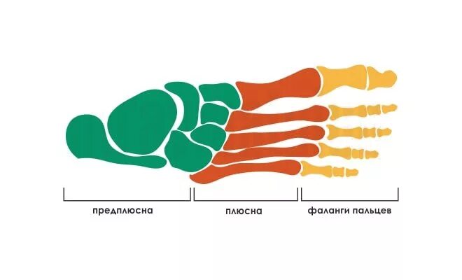 Основные фаланги стопы. Плюсна предплюсна фаланги. Предплюсна плюсна фаланги пальцев. Строение стопы плюсна предплюсна. Кости стопы предплюсна плюсна фаланги пальцев.