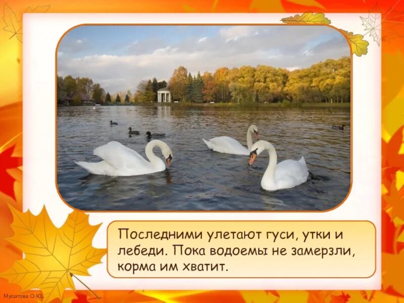 Песня улетели лебеди. Лебеди улетают. осень лебеди улетают. гуси утки лебеди улетают. лебеди, утки, гуси осенью улетают на юг..