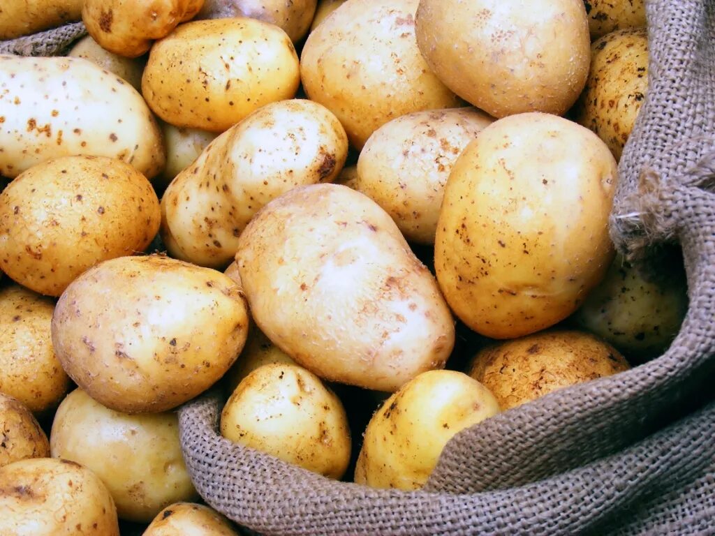 Приму картошку. Картошка едовая. Урожай картофеля. Зерно и картофель. Картошка зерновые.
