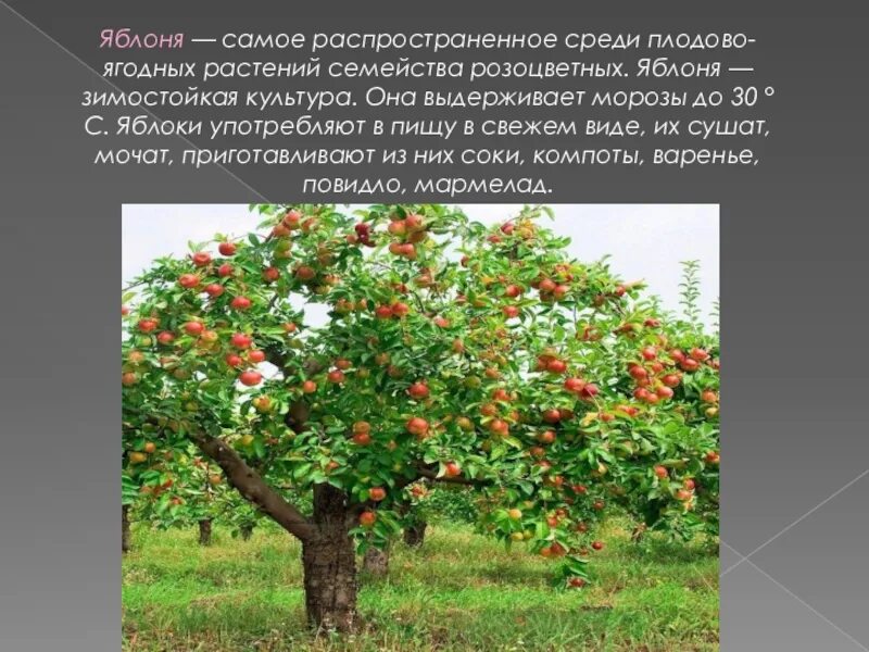 Розоцветные яблоня. Яблоня штамбовая "Орловский Пионер". Розоцветные плодово-ягодные малина. Яблоня зимостойкая культура. Яблоня относится к растениям