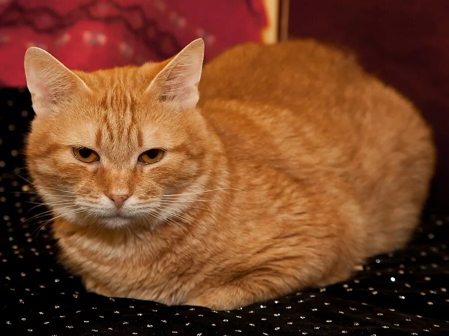 Пятничные котики. - napoleon_6 - LiveJournal