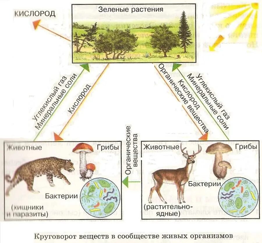 Сбалансированный круговорот веществ. Схема круговорота веществ в сообществе водоема 3. Продуценты 2) консументы 3) редуценты. Сбалансированный круговорот веществ. Круговорот веществ это в биологии.
