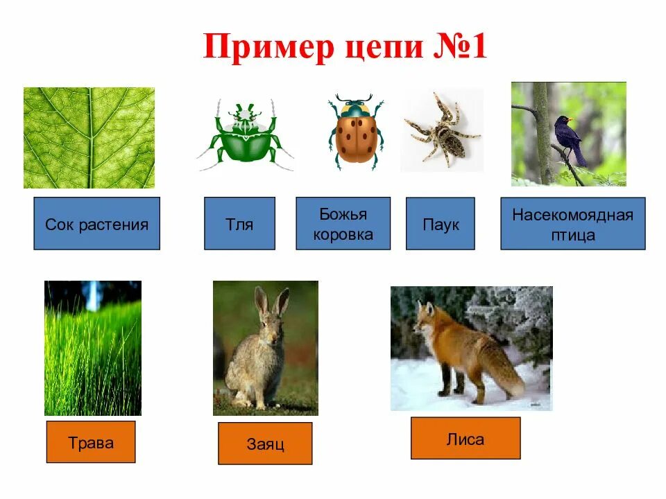 Цепь выедания примеры пастбищная. Пастбищные и детритные цепи питания. Цепи питания пастбищные и детритные примеры. Схема пищевой цепи выедания. Сок розового куста тля паук насекомоядная птица