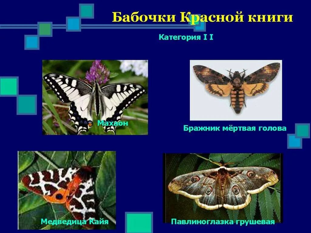 Бабочки занесенные в красную. Какая бабочка в красной книге. Бабочки занесенные в красную книгу. Какая бабочка в красной книге. Бабочка голубая ордынка красная книга.
