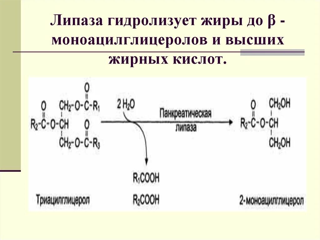 Синтез липазы. Реакция катализируемая панкреатической липазой. Липаза структура. Расщепление жира липаза. Переваривание жиров липаза.