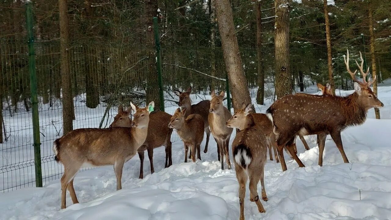 Веретьево Оленья ферма. Арт-усадьба Веретьево олени. Веретьево зоопарк. Усадьба Судимир Тверь Оленья ферма. Оленья ферма московская