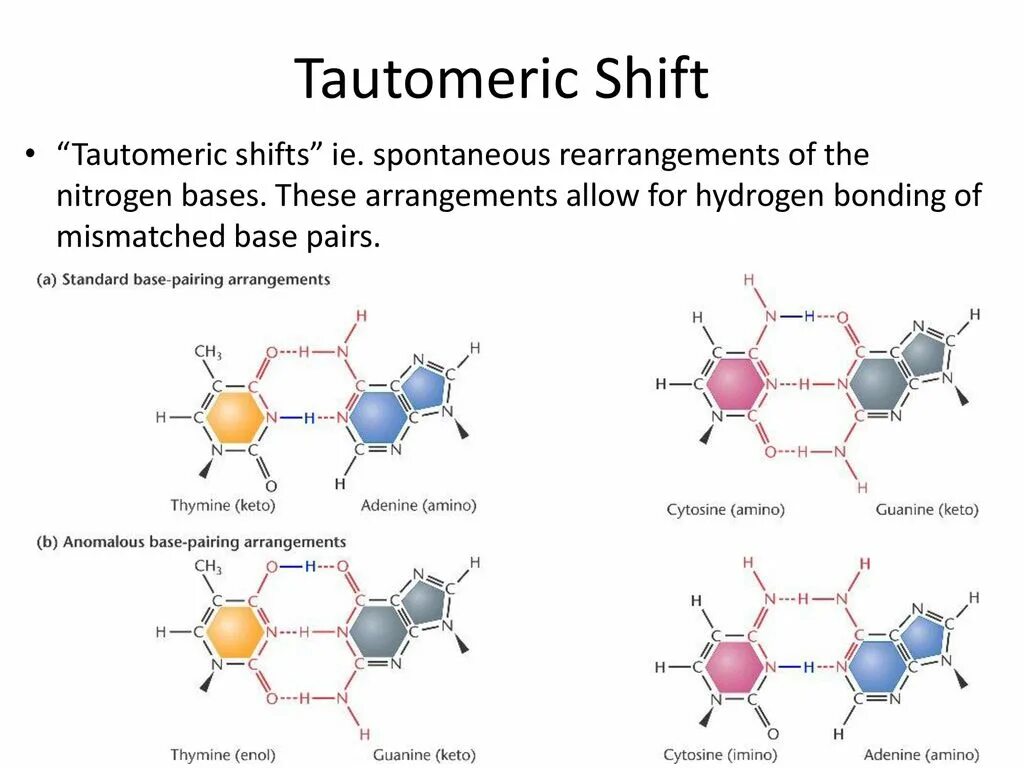 Таутомерная модель мутагенеза. Рисунок ДНК Тимин. Мутации шифт. Шапероны Тимин. Std pair