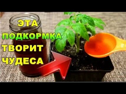Как подкормить рассаду помидор луковой шелухой