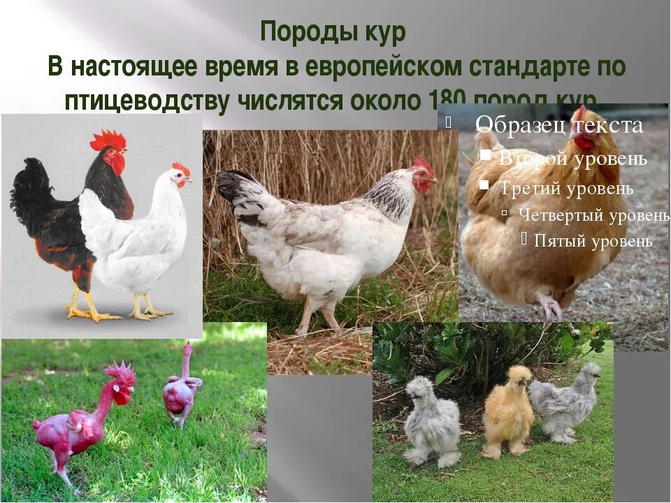 Породы куриц несушек с фотографиями и названиями. Породы кур. Породы кур-несушек. Домашние породы кур несушек. Яично мясные породы кур.