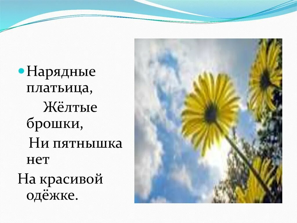 Отгадай загадку нарядные платьица желтые брошки. Нарядные платьица желтые брошки. Нарядные платьица желтые брошки ни пятнышка нет на красивой. Нарядные платьица жёлтые брошки отгадка. Нарядные платья желтые брошки ни пятнышка.