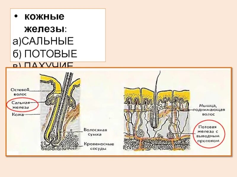 Сальные и потовые железы являются. Потовые и сальные железы расположены в:. Сальные железы кожи расположены. Содержит сальные и потовые железы.