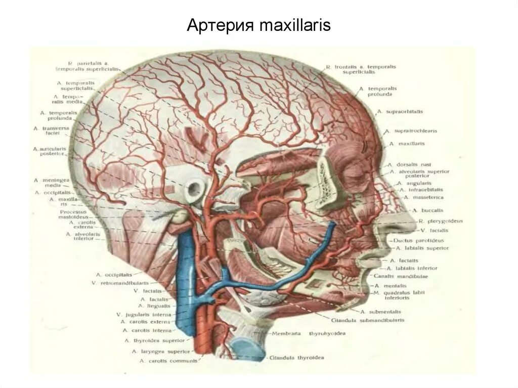 A maxillaris. Arteria maxillaris ветви. Ветви артерии максилярис. Arteria maxillaris отделы. Артерия максилярис анатомия.