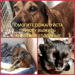 Каким именно животным