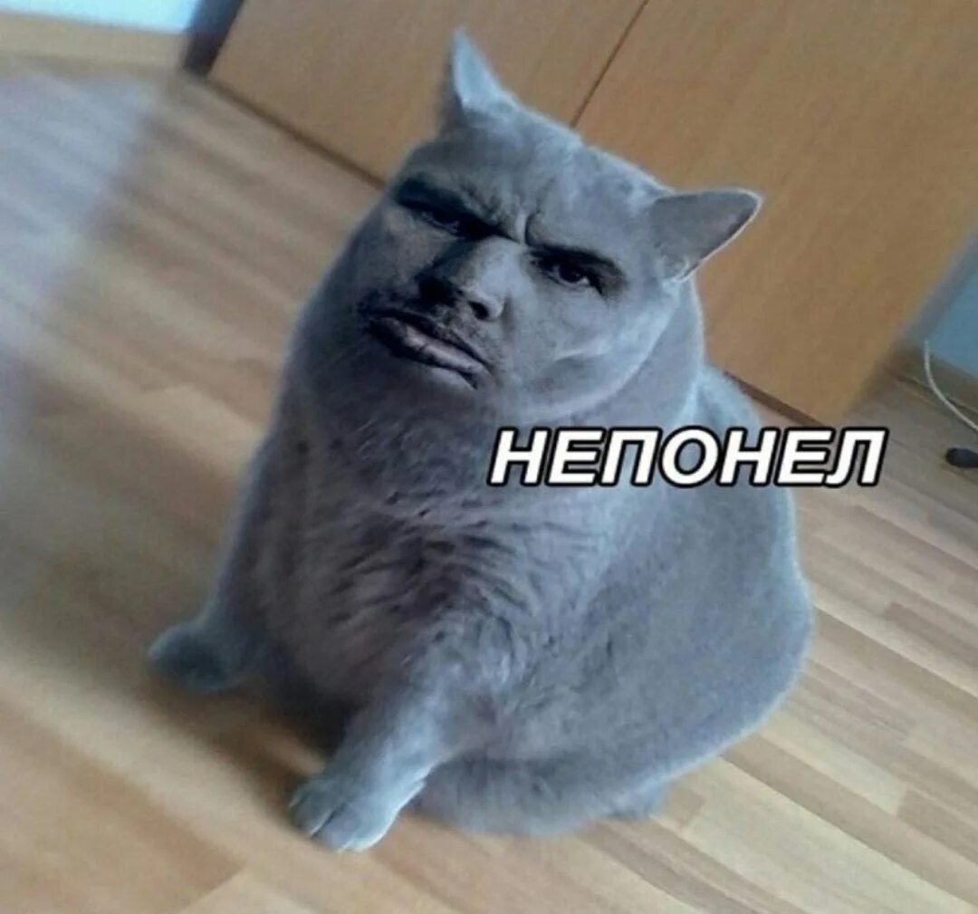 Мем кот не понимает. Глад валакас кот. кот не понял. непонимающий котик. кот перезагрузка.