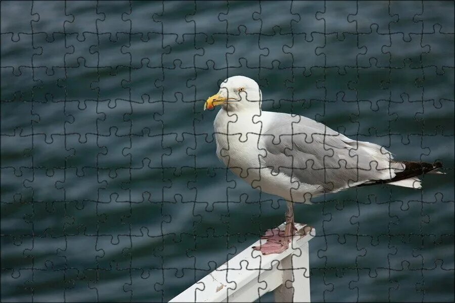 Seagul. Какая птица может пить солёную воду. Чайка субтропики. Buyd seagul. Seagul.