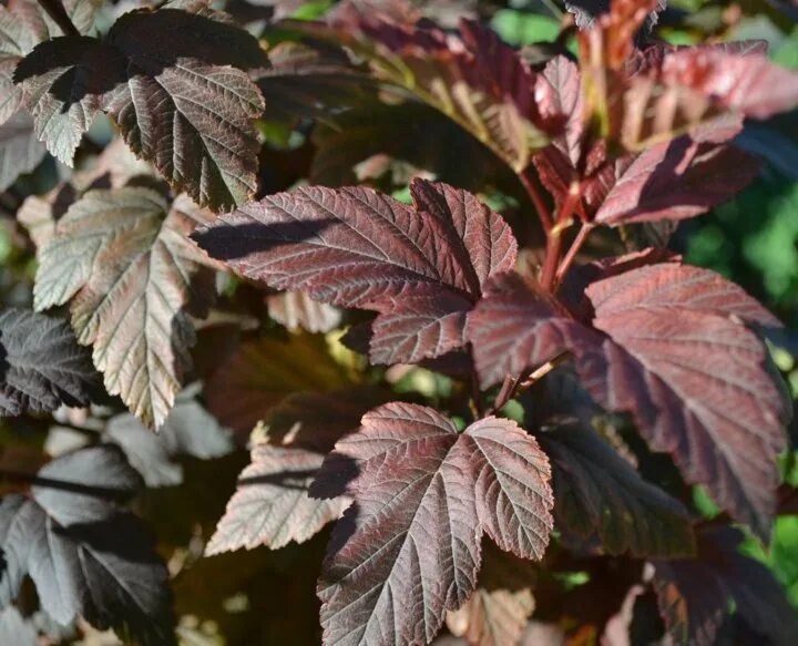 Пузыреплодник фото листьев Querelle Tuteur Séminaire physocarpus opulifolius diabolo Opportun Etat Apporter