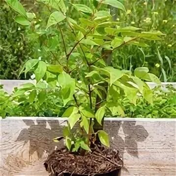 Бархат амурский – phellodendron amurense rupr. Саженцы омск. Саженец амурского бархата. Саженец амурского бархата. Бархат амурский саженцы.