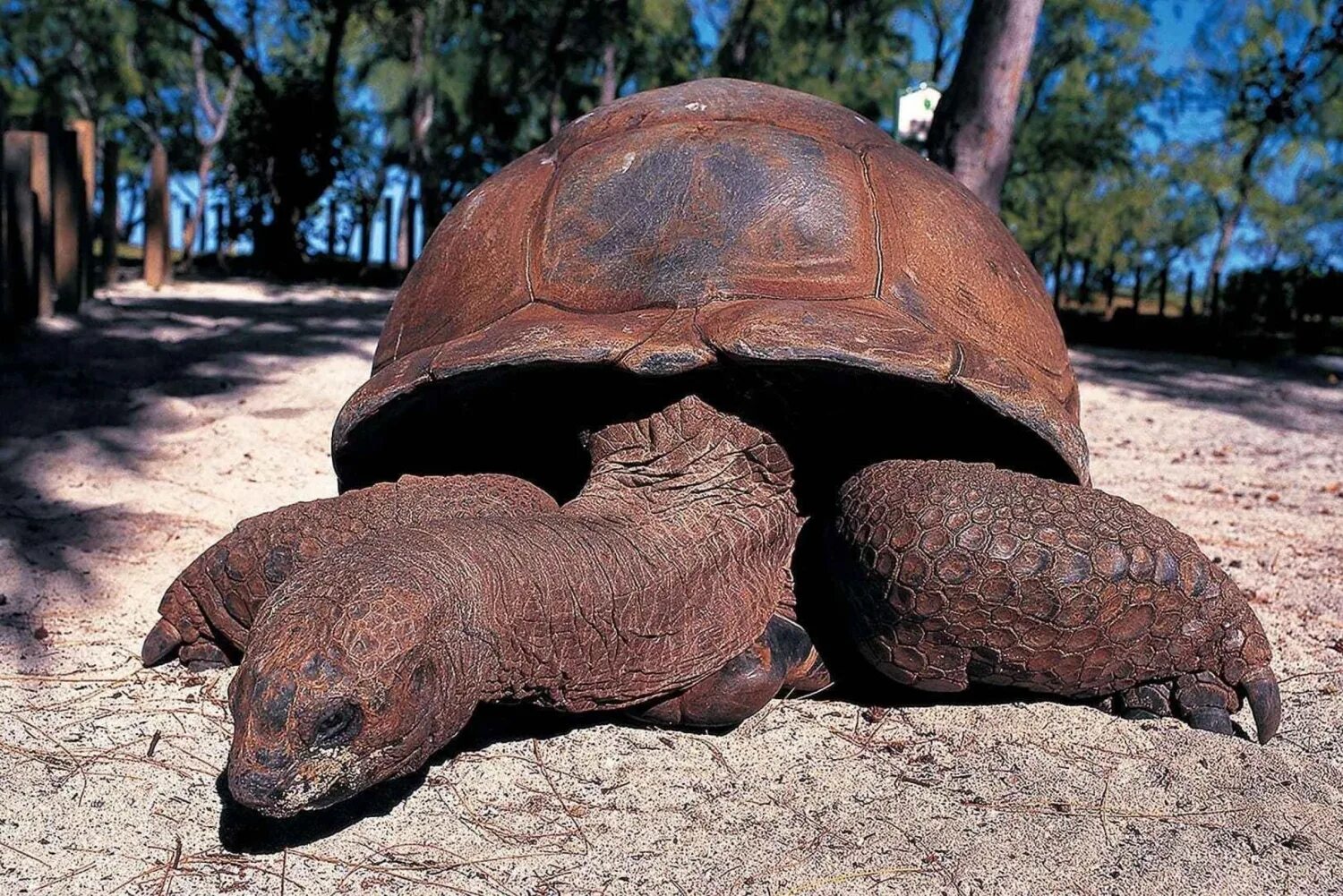 Сейшельские черепахи. Занзибар ПРИЗОН. ПРИЗОН черепахи. ПРИЗОН Айленд Занзибар. Занзибар остров черепах экскурсия.