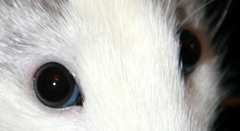 Цвет глаз крысы. Крыса дамбо с красными глазами. Белая крыса с голубыми глазами. Мышиный глаз. Разноглазые крысы.