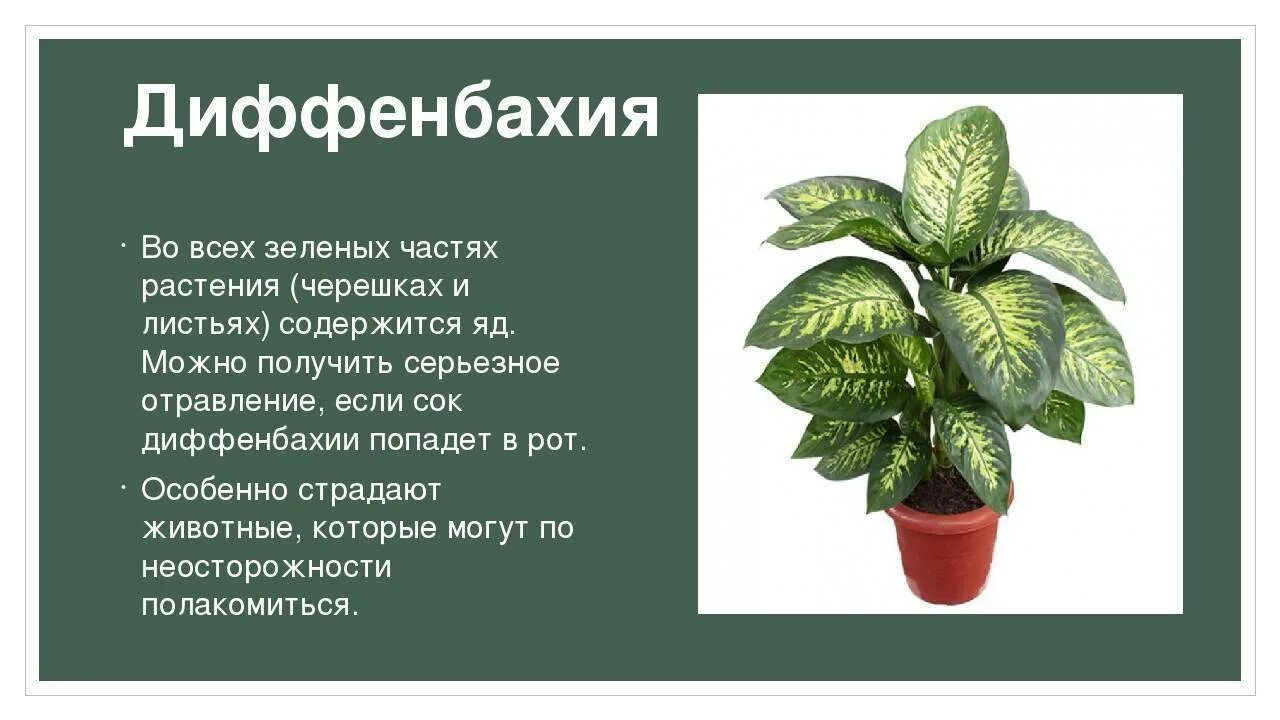 Диффенбахия польза. Диффенбахия пятнистая ядовитая. ядовитое комнатное растение диффенбахия. ядовитое растение диффенба.