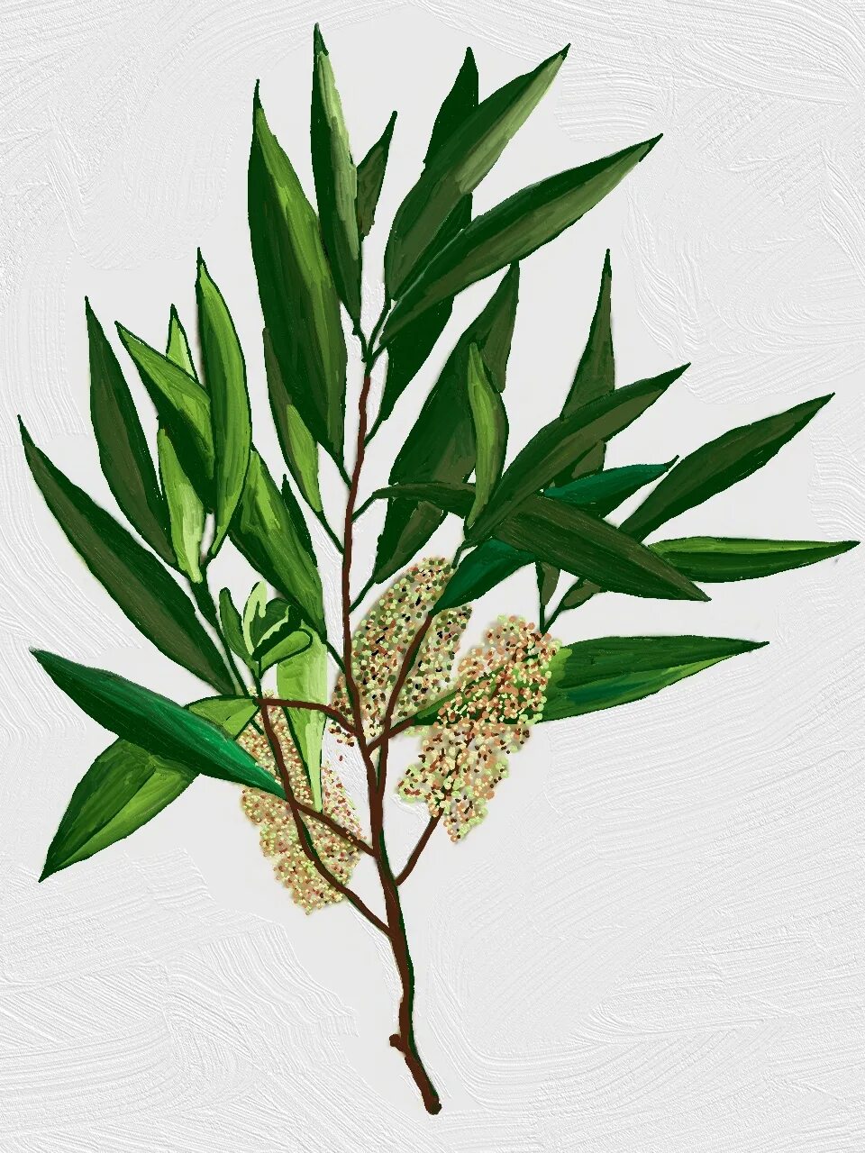 Листья чайного дерева. Мелалеука вересколистная. Чайное дерево мелалеука. Австралийское чайное дерево. Чайное дерево мелалеука.