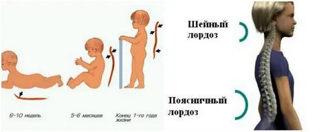 Физиологические изгибы позвоночника начинают формироваться