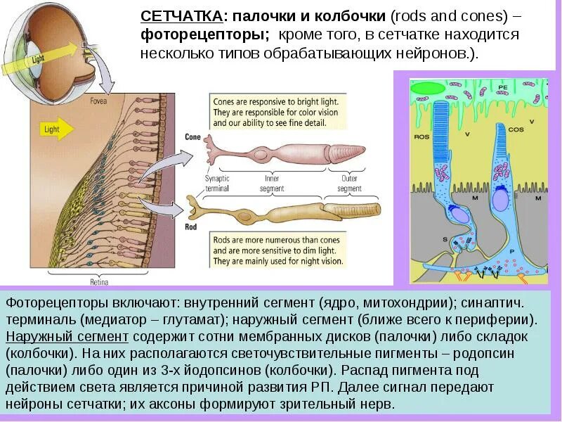 Наружно внутренний сегмент. Наружный сегмент палочек и колбочек. сегменты палочек и колбочек. палочки и колбочки физиология. фоторецепторы колбочки.