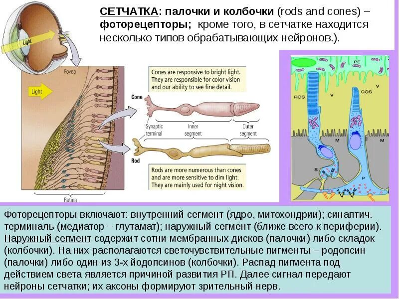 Сегмента ядерная. Наружный сегмент палочек и колбочек. Сегменты палочек и колбочек. Палочки и колбочки расположены. Физиология палочек и колбочек.