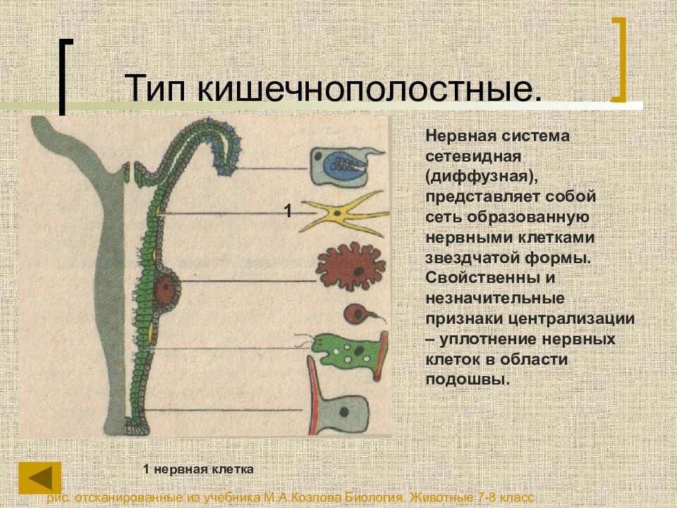 Виды нервной системы 8 класс. Кишечнополостные строение нервной системы. Нервная система кишечнополостных 7 класс. Половые клетки типа Кишечнополостные. Тип Кишечнополостные нервная система.