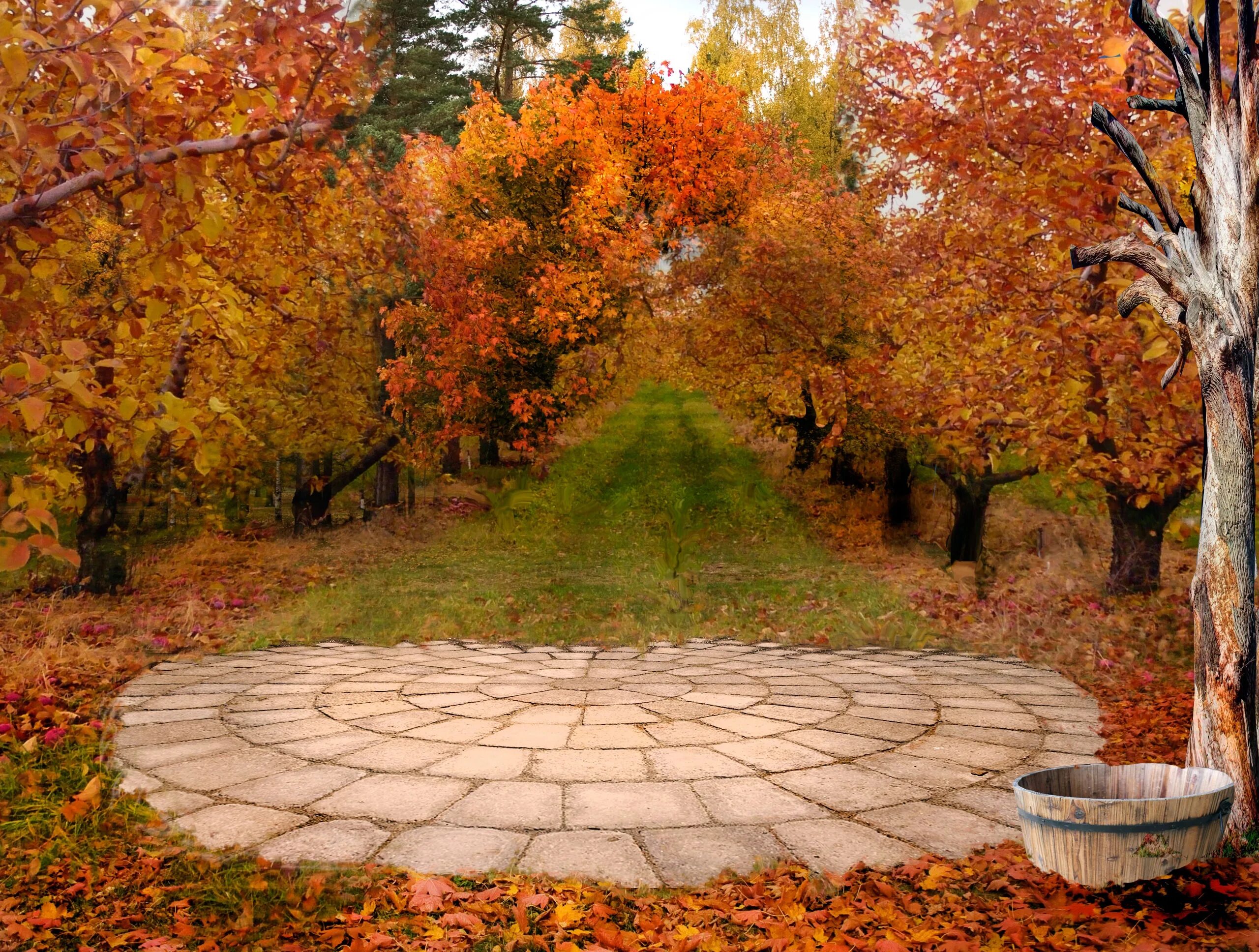 В старом парке есть кленовая аллея. Осень в саду. Обои осень. Арка осень. Золотая осень.