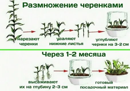 Традесканция как размножить черенками
