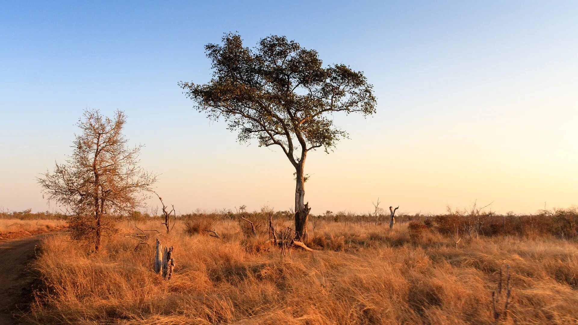 Проблемы восточной африки. Саванны и редколесья. Климат саванны Австралии. ГП саванны и редколесья в Австралии. Прерия и Саванна.