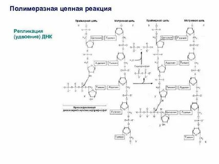 Днк полимеразная реакция