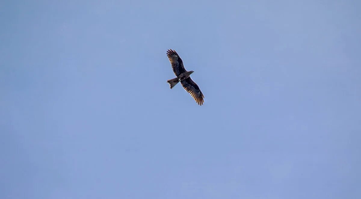 нижний орел. нижний орел. карта орел нижний новгород. памятник орлу в горооде орёл. орел-нижний тагил.