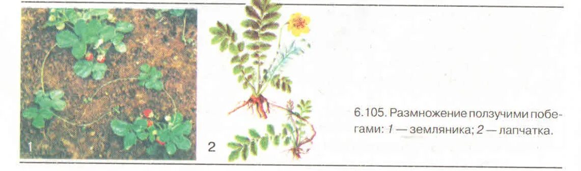 Способ бесполого размножения земляники. Размножение растений земляника. вегетативное размножение земляники. земляника способ вегетативного размножения. способом вегетативного размножения и растением земляника.