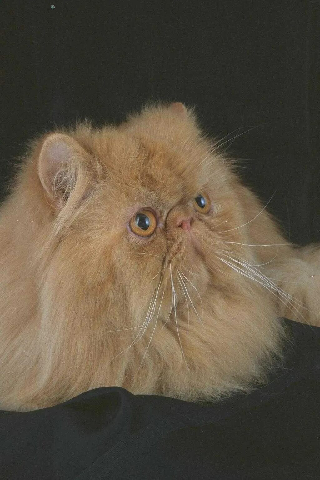 Метовые персы. Персидская кошка. Перс экстремал кошка. Перс классический. Котята персидской породы.