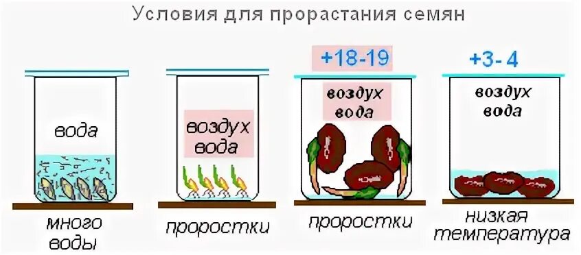 Опыт условия прорастания семян