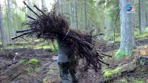 Собираем валежник в лесу