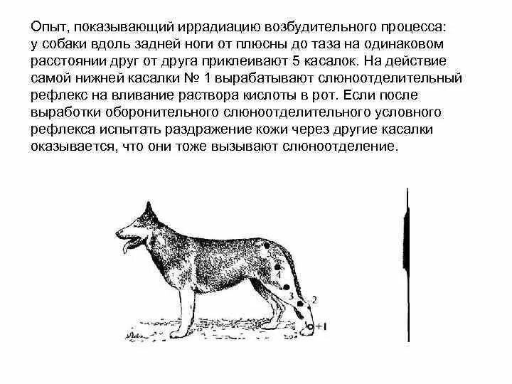 Иррадиация возникает при. Латентное обучение у собак. Формы научения собак. Иррадиация физиология. Дифференциальное торможение примеры у собаки.