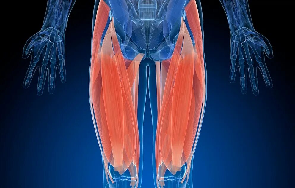 Отрыв сухожилия четырехглавой мышцы бедра. Тендинопатия сухожилия четырехглавой мышцы бедра.