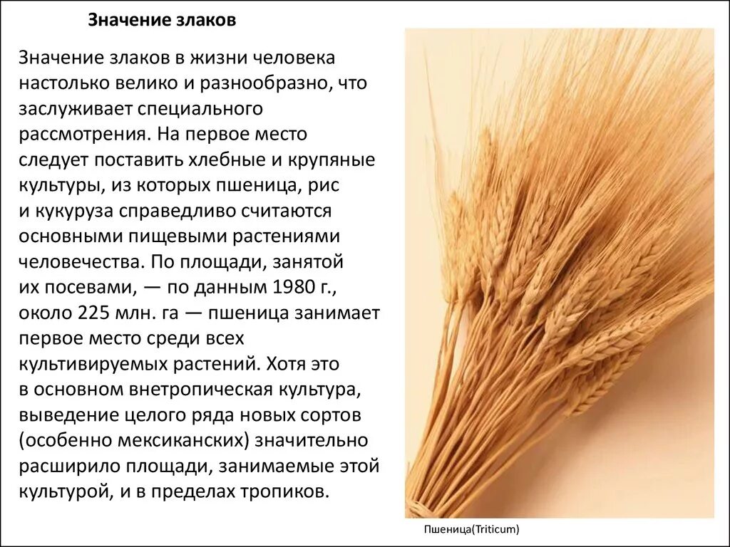 Каково значение злаков в жизни человека. Роль злаков в жизни человека. Семейство злаковые значение. Роль злаков в природе. Роль злаковых растений в жизни человека.