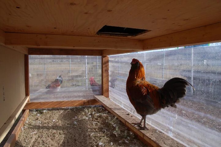 Курочки в окно. Насесты по золотухину. Курятник для кур несушек на 20 кур. Окно в курятнике. Дверца лаз для кур.