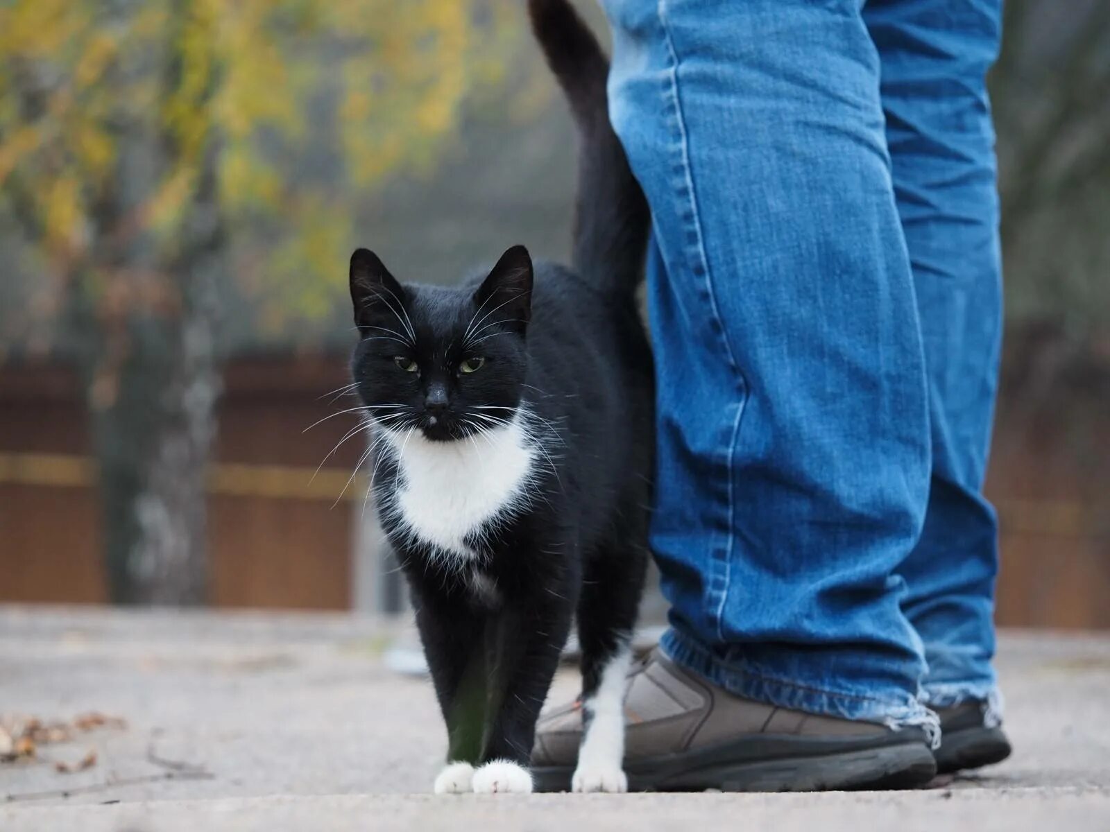 Кошка ездит. Кошка трется. Кот трется об ноги. Черный котенок на улице. Черный кот Бездомный.